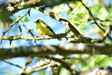 Goldfinch on Branch 07