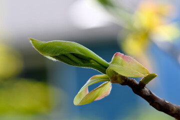 Pignut Hickory Bud 21