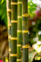Bamboo Background with blurry background bokeh