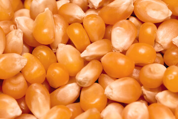 Semillas de maíz para palomitas. Close up