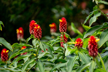 Photo of red ginger plant