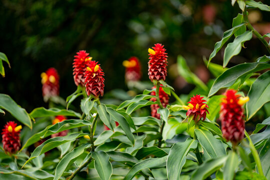 Photo of red ginger plant