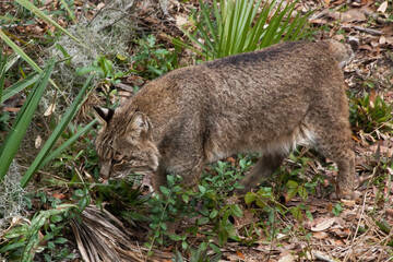 Naklejka premium Lynx outdoors on the ground,