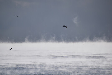 毛嵐が発生した海と飛ぶ野鳥