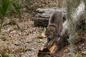 Lynx outdoors on the ground,