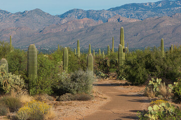 A hiking trail in the desert at Saguaro National Park, Arizona, with saguaro cactus and mountains...