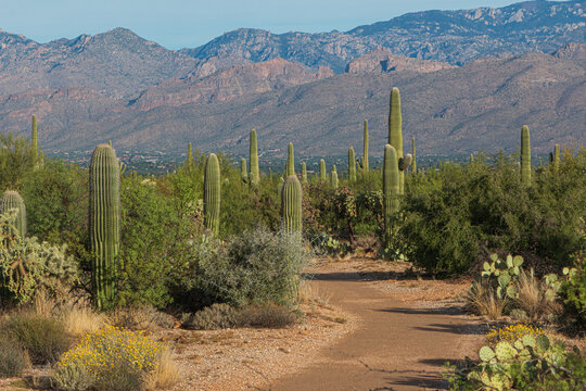 A hiking trail in the desert at Saguaro National Park, Arizona, with saguaro cactus and mountains in background.