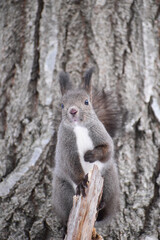 折れた枝先に立つ冬のエゾリス