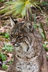 Lynx outdoors on the ground,