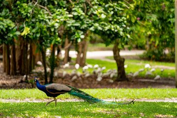 Beautiful peacock in an outdoor nature setting