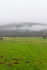 Landscape with low clouds and fog of winter green fields with mounds of molehills, and forest on hill 