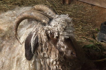 A ram outdoors with curled horns