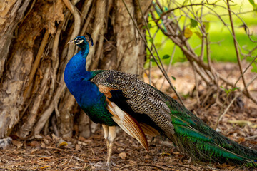 Obraz premium Colorful feathered peacock in the wild
