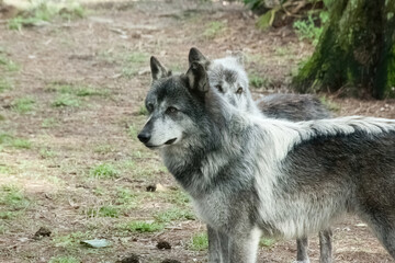 Grey wolf outdoors