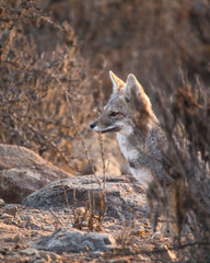 Zorro Chilla en hábitat natural, cerro chile coquimbo.
 contaminado