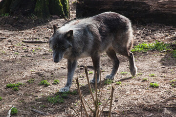 Fototapeta premium Grey wolf outdoors