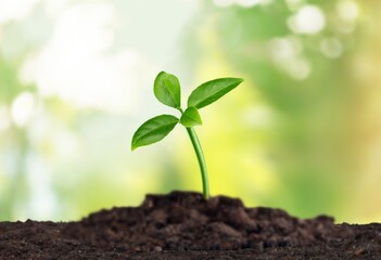 The green seedlings grow from fertile soil and the morning sun shines.