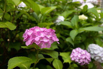 庭園に咲くアジサイの花