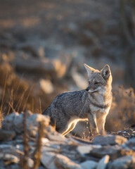 Zorro Chilla en hábitat natural, cerro chile coquimbo.
 contaminado