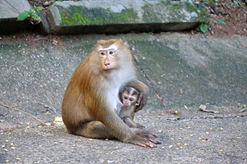 Mother and child of Southern pig-tailed macaque (Macaca nemestrina) in nature of tropical forest in Phuket Thailand. Baby monkey is in mother's arms. Selective focus, blurred background, copy space
