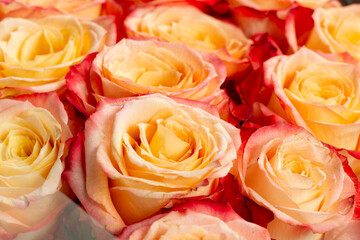 Vibrant yellow pink red ombre roses background with a shallow depth of field