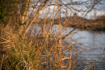 Rising sun