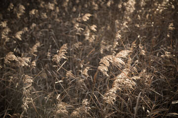 Rising sun