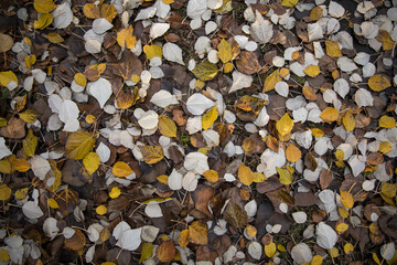Autumn