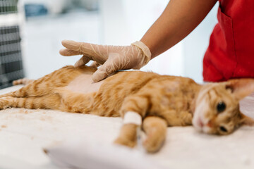 Hans with glove of a veterinarian on a cat asleep from anaesthesia