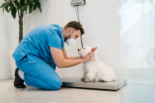 Veterinarian weighing a dog
