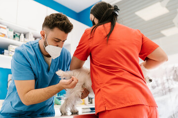 Veterinary team vaccinating a dog in a clinic