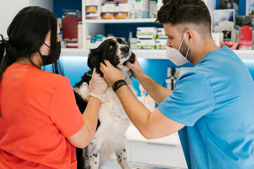 Veterinarian examining a dog while another doctor holds the dog.
