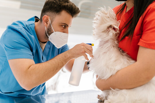 Veterinary cleaning the vaccinated neck of a dog