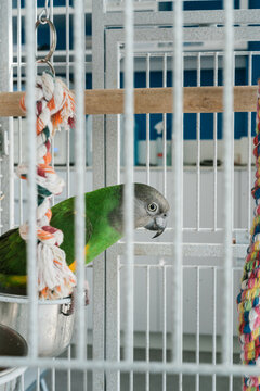 Parrot in a cage in a vet clinic