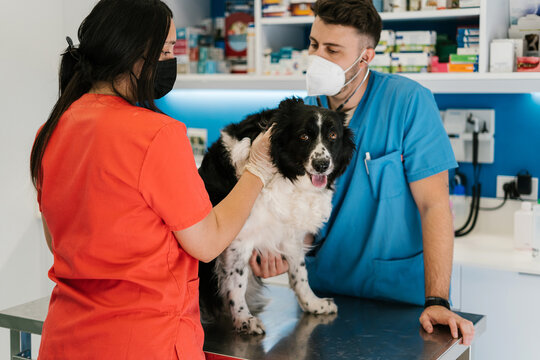 Veterinarian examining a dog with a stethoscope while another doctor holds the dog.