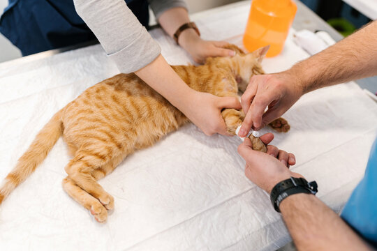 Anonymous hands of veterinarians inserting a needle into the leg of an anaesthetised cat