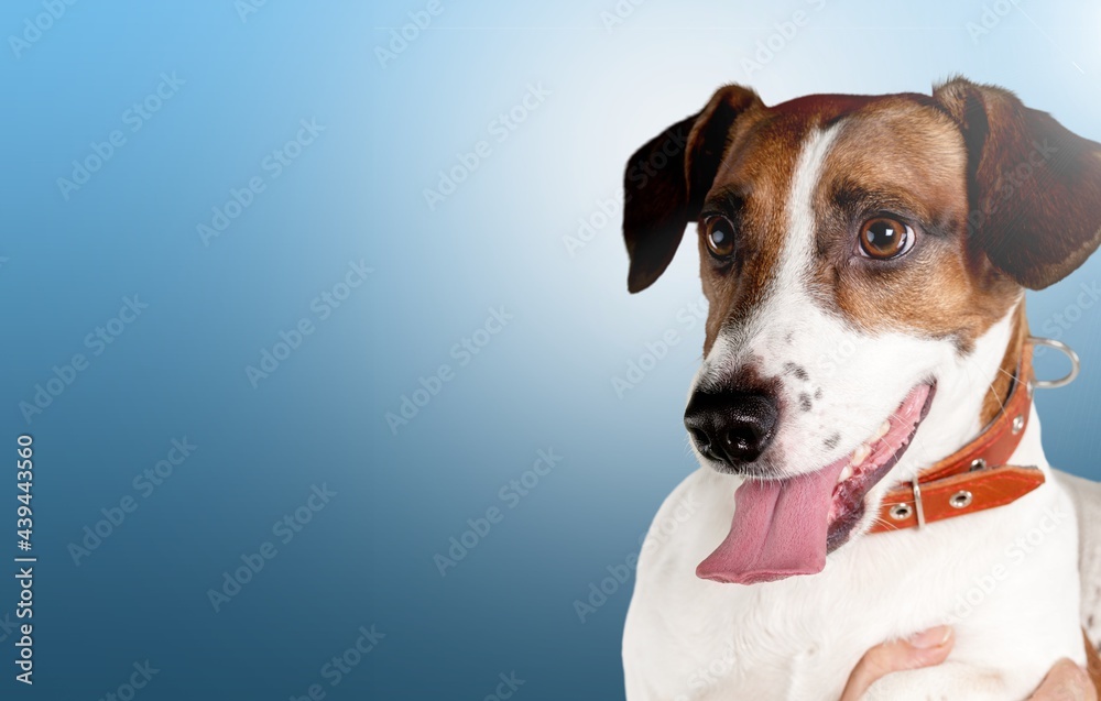 Poster Little cute dog playing on blue studio background