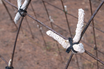 Two fragments of dead, bleached, white staghorn coral attached to an iron A Frame with a black...