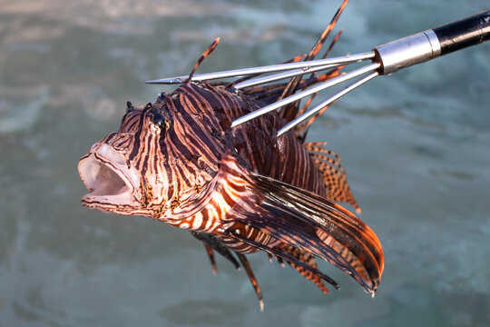 A large dead orange-maroon lionfish, a coral reef invasive species that is destroying ecosystems in the Caribbean sea, impaled by a silver and black spear tip held by a fisherman out of the water.