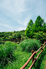 Forest trail at Incheon Grand Park in Korea