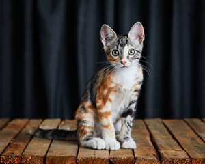 portrait of small cat looking at the camera on a wooden platform and fabric background