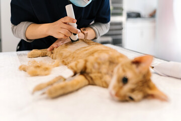 Vet doctor shaving pet in clinic