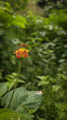 Un hermoso Dysdercus cingulatus en una flor 