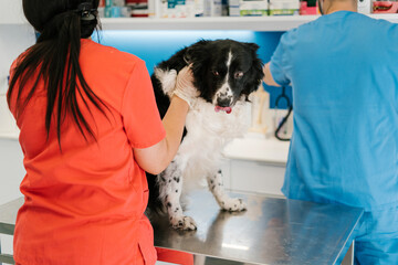 Border Collie dog during check up in vet clinic