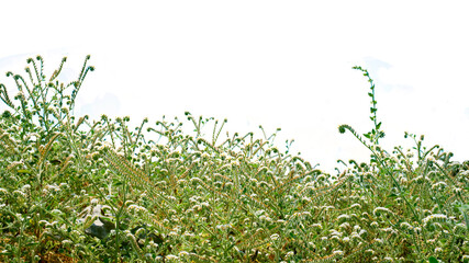 field grass on a white background