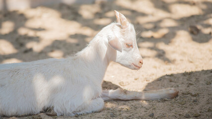 white goat close - up in nature