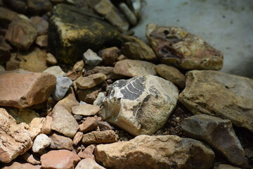 Fossil rock lying on the shore of a stream
