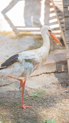 white stork close-up in nature
