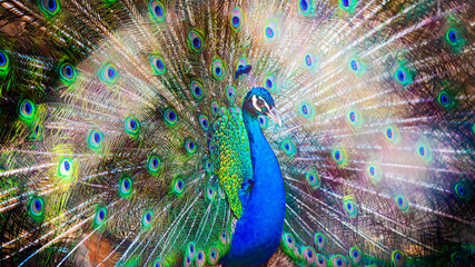 Fototapeta premium peacock bird close - up in nature