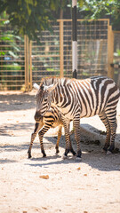 Fototapeta na wymiar zebra mom and baby zebra close up in nature